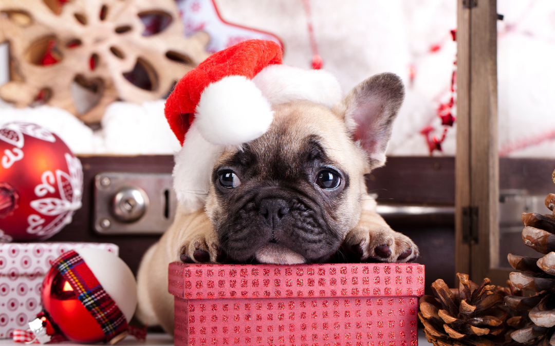 Oh Puppy Pee, Oh Puppy Pee: Remove Pet Urine from Your Carpet this Holiday Season
