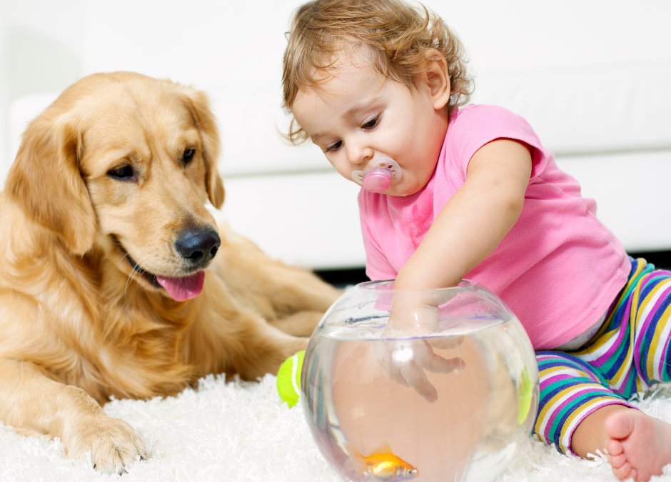 Say Goodbye to Stains with Chem-Dry: The Ultimate Solution for Pet and Baby Messes